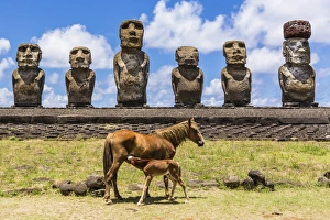 Mare nursing foal at the 15 moai restored ceremonial site of Ahu Tongariki on Easter Island (Isla de Pascua) (Rapa Nui) Mare nursing foal at the 15 moai restored ceremonial site of Ahu Tongariki on Easter Island (Isla de Pascua) (Rapa Nui)