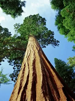 Trunk Collection: Mariposa Grove of Giant Sequoia Trees