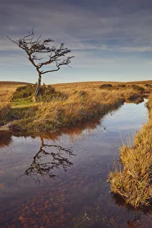 Marshland on the high rugged moors of Dartmoor National Park in evening sunlight Marshland on the high rugged moors of Dartmoor National Park in evening sunlight