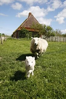 Images Dated 24th May 2009: Marsk lambs at a farm in Dalen, Jutland, Denmark, Scandinavia, Europe