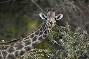 Selous Game Reserve Collection: Masai giraffe (Giraffa camelopardalis tippelskirchi) with a red-billed oxpecker