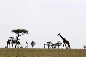Masai graffe (Giraffa camelopardalis), Masai Mara National Reserve, Kenya, East Africa Masai graffe (Giraffa camelopardalis), Masai Mara National Reserve, Kenya, East Africa
