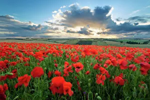 Mass of red poppies growing in field in Lambourn Valley at sunset, East Garston Mass of red poppies growing in field in Lambourn Valley at sunset, East Garston