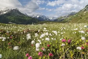 Images Dated 5th July 2013: Meadows of rhododendrons and cotton grass, Maloja, Bregaglia Valley, Engadine, Canton