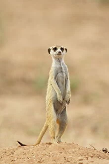 South African Gallery: Meerkat or suricate (Suricata suricatta), Kgalagadi Transfrontier Park