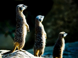Meerkats (Suricata suricatta) in captivity, United Kingdom, Europe Meerkats (Suricata suricatta) in captivity, United Kingdom, Europe