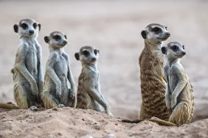 Meerkats (Suricata suricatta) at den, Kgalagadi Transfrontier Park, South Africa, Africa Meerkats (Suricata suricatta) at den, Kgalagadi Transfrontier Park, South Africa, Africa