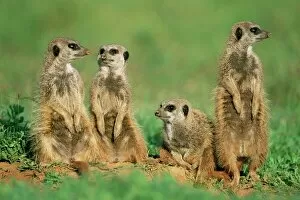 Images Dated 9th August 2008: Four meerkats (suricates)