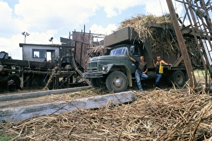 Men on the Guainamaro sugar plantation, Valley de los Ingenios, Sancti Spiritus region Men on the Guainamaro sugar plantation, Valley de los Ingenios, Sancti Spiritus region