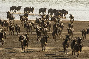 Migrating wildebeest (Chonnochaetes tautinus) crossing Lake Ndutu, Serengeti, UNESCO Migrating wildebeest (Chonnochaetes tautinus) crossing Lake Ndutu, Serengeti, UNESCO