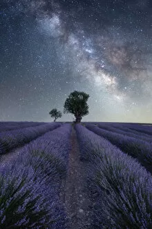 Paddock Gallery: Milky way above a lavender field and two small trees on the Plateau de Valensole, Provence, France