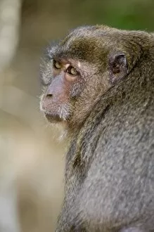 Images Dated 20th January 2000: Monkey at Yong Kasem beach