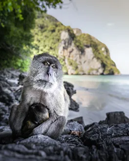 Monkey at Yong Kasem beach, known as Monkey Beach, Phi Phi Don Island, Thailand Monkey at Yong Kasem beach, known as Monkey Beach, Phi Phi Don Island, Thailand
