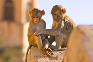 Affectionate Gallery: Monkeys at Tiger Fort, Jaipur, Rajasthan, India, Asia