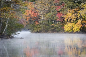 Morning mist and fall colours, River Pemigewasset, New Hampshire, New England, United Morning mist and fall colours, River Pemigewasset, New Hampshire, New England, United