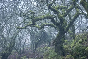 Moss covered tree in Wistmans Wood in winter, Dartmoor National Park, Devon, England Moss covered tree in Wistmans Wood in winter, Dartmoor National Park, Devon, England