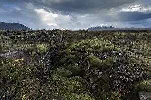 Images Dated 30th September 2014: Mossy landscape with fissures, Pingvellir (Thingvellir) National Park, UNESCO World Heritage Site