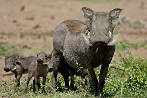 Focus On Foreground Gallery: Mother and baby Warthog (Phacochoerus aethiopicus), Masai Mara National Reserve
