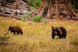 Sequoia National Park Gallery: Mother brown bear and her cub, Sequoia National Park, California, United States of America
