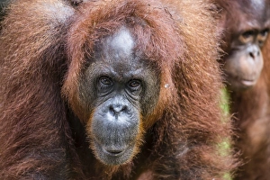 Mother and infant Bornean orangutan (Pongo pygmaeus), Semenggoh Rehabilitation Center Mother and infant Bornean orangutan (Pongo pygmaeus), Semenggoh Rehabilitation Center