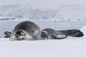 A mother leopard seal (Hydrurga leptonyx), hauled out on ice floe with her newborn pup A mother leopard seal (Hydrurga leptonyx), hauled out on ice floe with her newborn pup