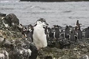Chin Strap Gallery: Moulting chinstrap penguin in foreground and gentoo penguins behind, Hannah Point