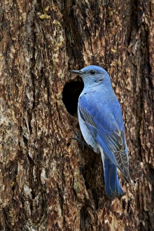 Mountain bluebird (Sialia currucoides), male at nest cavity, Yellowstone National Park Mountain bluebird (Sialia currucoides), male at nest cavity, Yellowstone National Park