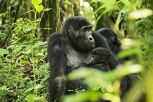 Mountain Gorilla (Beringei beringei), Bwindi Impenetrable Forest Mountain Gorilla (Beringei beringei), Bwindi Impenetrable Forest