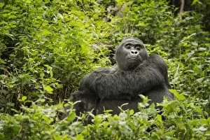 Bwindi Impenetrable National Park Collection: Mountain gorilla, Bwindi Impenetrable National Park, Uganda, Africa