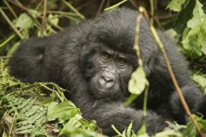 Bwindi Impenetrable National Park Collection: Mountain gorilla, Bwindi Impenetrable National Park, Uganda, Africa
