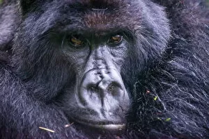 Full Frame Collection: Mountain gorilla (Gorilla beringei beringei), Virunga National Park, Rwanda, Africa