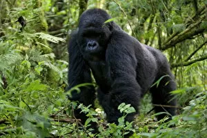 Related Images Collection: Mountain gorilla (Gorilla gorilla beringei)