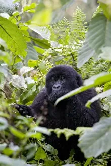 Images Dated 28th January 2000: Mountain gorilla (Gorilla gorilla beringei) eating leaves