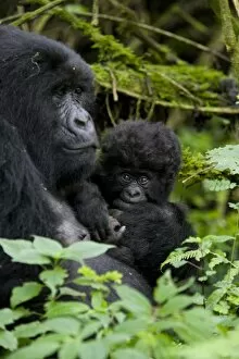 Related Images Collection: Mountain gorilla (Gorilla gorilla beringei) with her baby