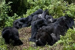 Images Dated 28th January 2000: Mountain gorilla group (Gorilla gorilla beringei)
