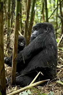 Caring Gallery: Mountain gorilla mother holding infant facing her