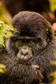 Bwindi Impenetrable National Park Collection: Mountain Gorillas in Bwindi Impenetrable Forest National Park, UNESCO World Heritage Site