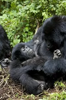 Related Images Collection: Mountain gorillas (Gorilla gorilla beringei) playing