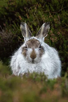 Mountain hare (Lepus timidus) in winter coat, Scottish Highlands, Scotland, United Kingdom Mountain hare (Lepus timidus) in winter coat, Scottish Highlands, Scotland, United Kingdom