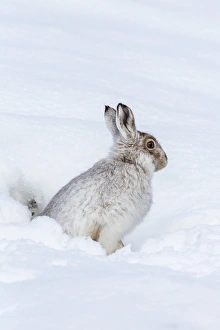 Mountain hare (Lepus timidus) in winter snow, Scottish Highlands, Scotland, United Kingdom Mountain hare (Lepus timidus) in winter snow, Scottish Highlands, Scotland, United Kingdom