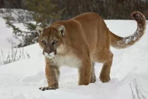 Curiosity Gallery: Mountain lion or cougar (Felis concolor) in snow, near Bozeman, Montana