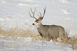 Mule deer (Odocoileus hemionus) buck in snow, Roxborough State Park, Colorado Mule deer (Odocoileus hemionus) buck in snow, Roxborough State Park, Colorado