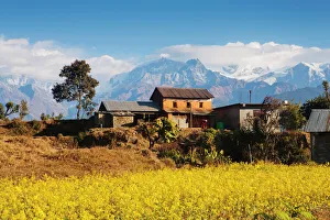 Mustard fields with the Annapurna Range of the Himalayas in the background, Gandaki, Nepal, Asia Mustard fields with the Annapurna Range of the Himalayas in the background, Gandaki, Nepal, Asia