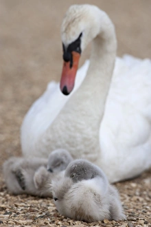 Mute swan with cygnets (Cygnus olor), Abbotsbury Swannery, Dorset, England Mute swan with cygnets (Cygnus olor), Abbotsbury Swannery, Dorset, England