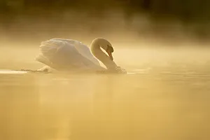 Mute swan (Cygnus olor) at sunrise, territorial behaviour, Kent, England, United Kingdom Mute swan (Cygnus olor) at sunrise, territorial behaviour, Kent, England, United Kingdom