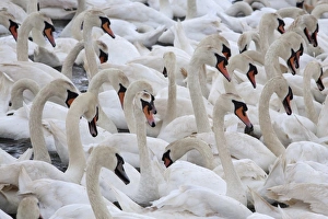Mute swans (Cygnus olor), Abbotsbury Swannery, Dorset, England, United Kingdom, Europe Mute swans (Cygnus olor), Abbotsbury Swannery, Dorset, England, United Kingdom, Europe