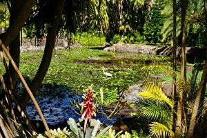 Nevis Botanical Garden, Nevis, St. Kitts and Nevis, Leeward Islands, West Indies Nevis Botanical Garden, Nevis, St. Kitts and Nevis, Leeward Islands, West Indies