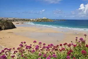 Images Dated 14th August 2011: Newquay Beach with valerian in foreground, Cornwall, England, United Kingdom, Europe