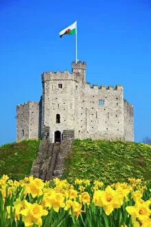 Norman Keep and daffodils, Cardiff Castle, Cardiff, Wales, United Kingdom, Europe