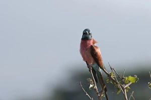 A northern carmine bee-eater (Merops rubicus) perching, Tsavo, Kenya, East Africa, Africa A northern carmine bee-eater (Merops rubicus) perching, Tsavo, Kenya, East Africa, Africa